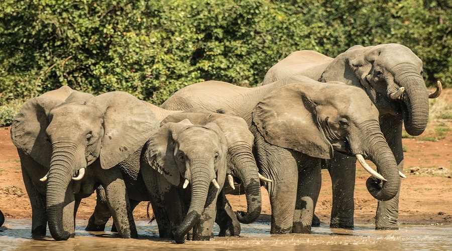 Tanzania 7 Days luxury safari