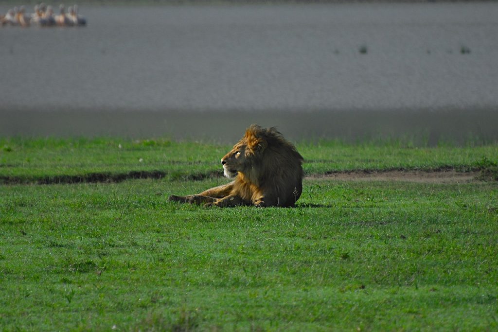 3 Days Midrange Safari (Serengeti Lodge Safari)