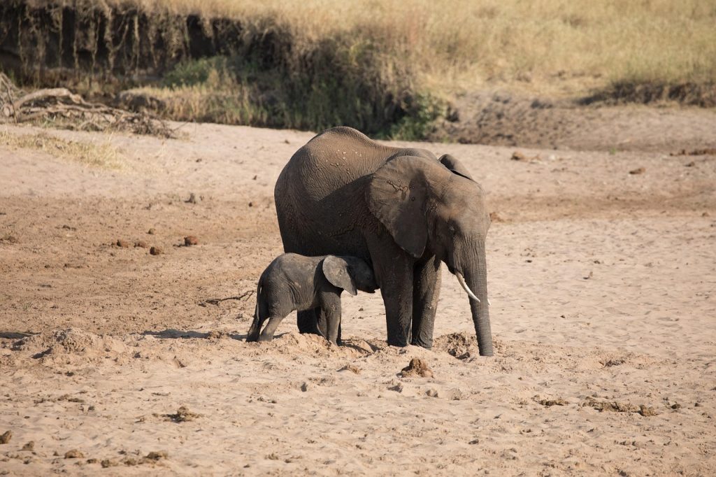 5 days tanzania group safari