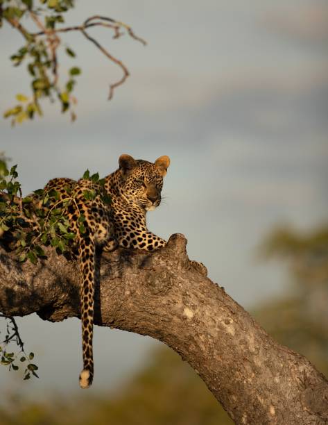 3 days honeymoon safari package 1